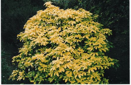 Mexican Orange Blossom